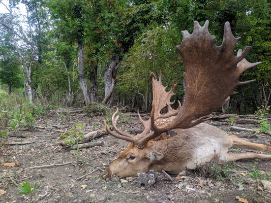 Hunting the Giant Fallow Deer of Tuscany