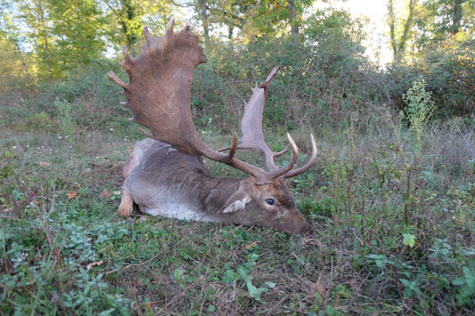 Fallow deer hunting
