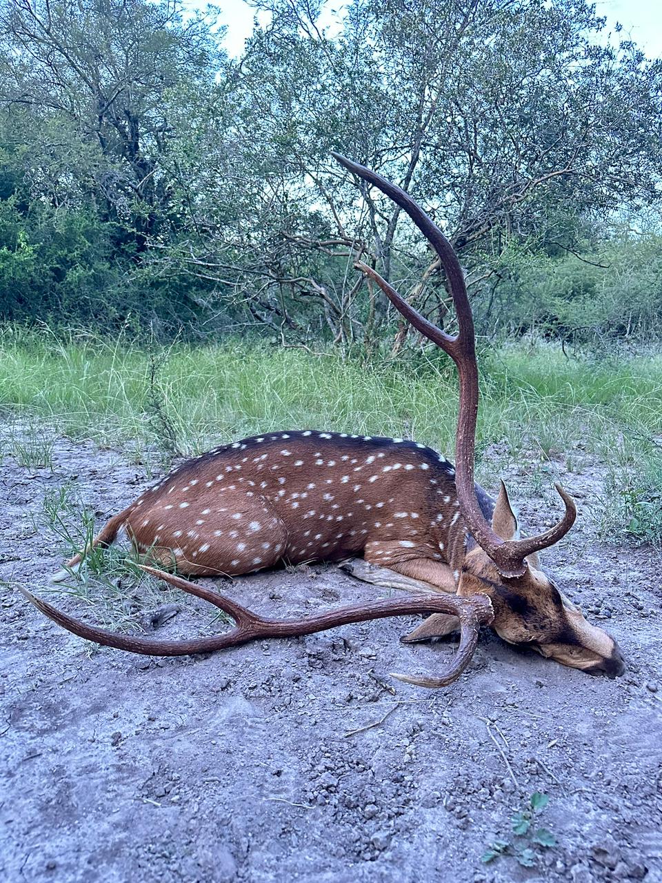 Hunting Axis Deer in the Swamps of Central Argentina