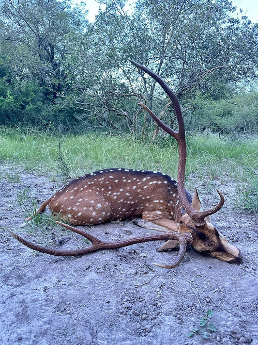 Hunting Axis Deer in the Swamps of Central Argentina