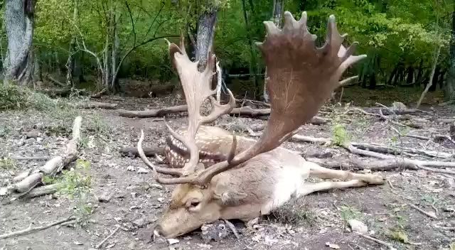 Load video: 