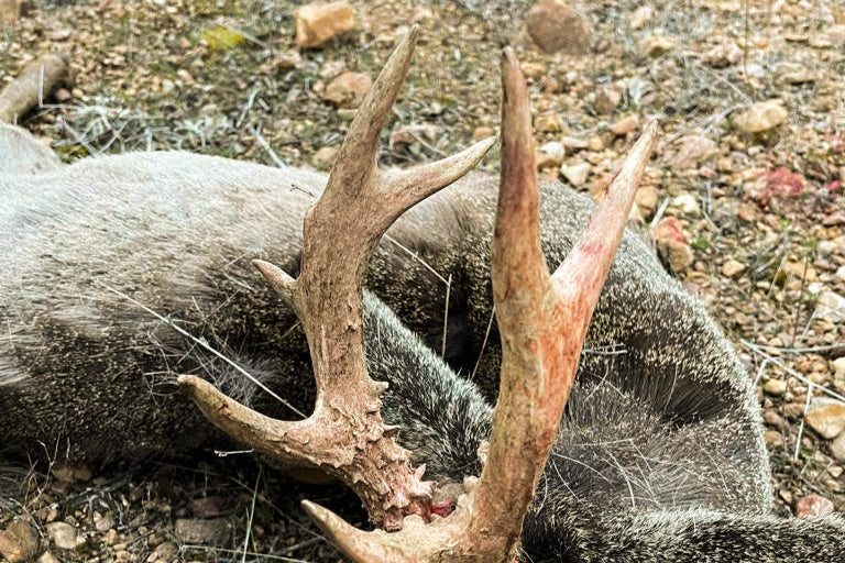 Dead deer with large antlers on a rocky ground